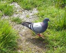 Bydue (Columba livia domestica)