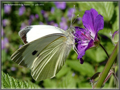 Stor kålsommerfugl (Pieris brassicae)