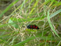 Seksflekket bloddråpesvermer (Zygaena filipendulae)