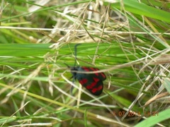 Seksflekket bloddråpesvermer (Zygaena filipendulae)