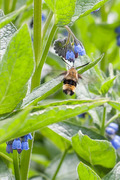 Smalkantet humlesvermer (Hemaris tityus)