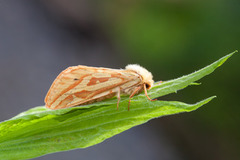 Spøkelsesroteter (Hepialus humuli)