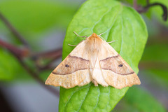 Bølgemåler (Crocallis elinguaria)