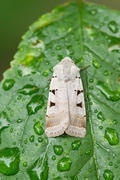 Grått kilefly (Eugnorisma glareosa)