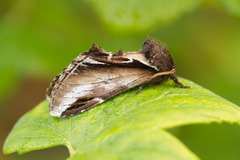 Bjørketannspinner (Pheosia gnoma)