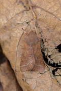 Tverrlinjet seljefly (Orthosia cerasi)