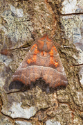 Flikfly (Scoliopteryx libatrix)