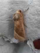 Brunt stengelfly (Hydraecia micacea)