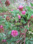 Rødkløver (Trifolium pratense)