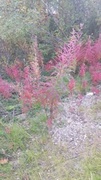 Geitrams (Epilobium angustifolium)