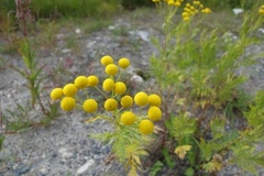 Reinfann (Tanacetum vulgare)