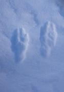 Hare (Lepus timidus)