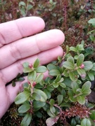 Tyttebær (Vaccinium vitis-idaea)