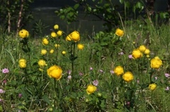 Ballblom (Trollius europaeus)