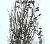 Sidensvans (Bombycilla garrulus)