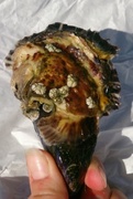 Stillehavsøsters (Crassostrea gigas)