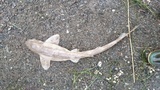 Småflekket rødhai (Scyliorhinus canicula)