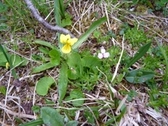 Fjellfiol (Viola biflora)