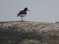 Tjeld (Haematopus ostralegus)