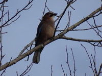 Nøtteskrike (Garrulus glandarius)