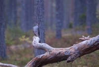 Spurvehauk (Accipiter nisus)