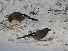 Nøtteskrike (Garrulus glandarius)