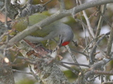 Gråspett (Picus canus)