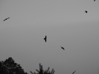 Ravn (Corvus corax)