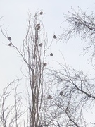 Sidensvans (Bombycilla garrulus)