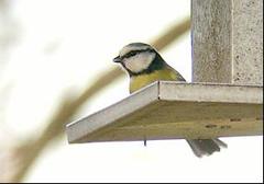 Blåmeis (Cyanistes caeruleus)