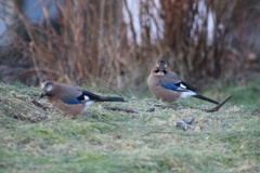 Nøtteskrike (Garrulus glandarius)