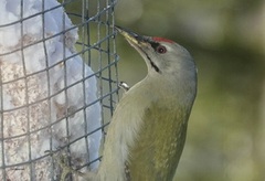 Gråspett (Picus canus)