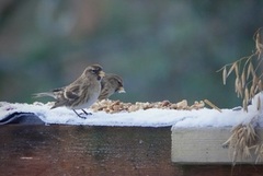 Brunsisik (Carduelis cabaret)