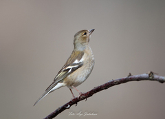 Bokfink (Fringilla coelebs)