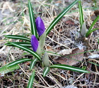 Krokusslekta (Crocus)