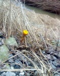 Hestehov (Tussilago farfara)