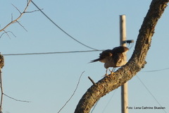 Hønsehauk (Accipiter gentilis)