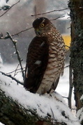 Hønsehauk (Accipiter gentilis)