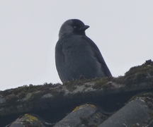 Kaie (Corvus monedula)