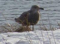 Gråmåke (Larus argentatus)