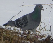 Bydue (Columba livia domestica)