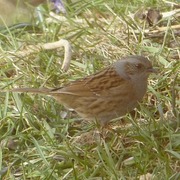 Jernspurv (Prunella modularis)