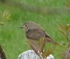 Rødstjert (Phoenicurus phoenicurus)