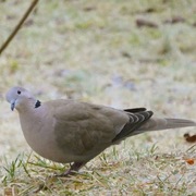 Tyrkerdue (Streptopelia decaocto)