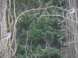 Ringdue (Columba palumbus)