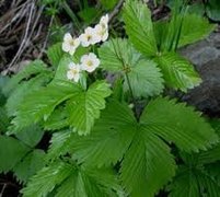 Markjordbær (Fragaria vesca)