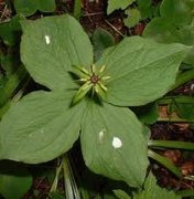 Firblad (Paris quadrifolia)