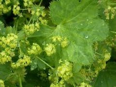 Marikåpe (Alchemilla sp.)