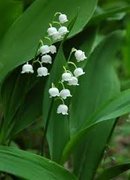 Liljekonvall (Convallaria majalis)