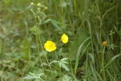 Bakkesoleie (Ranunculus acris)